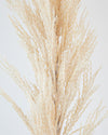PAMPAS SPRAY BEIGE 90CM - 6975BE (Box of 6)