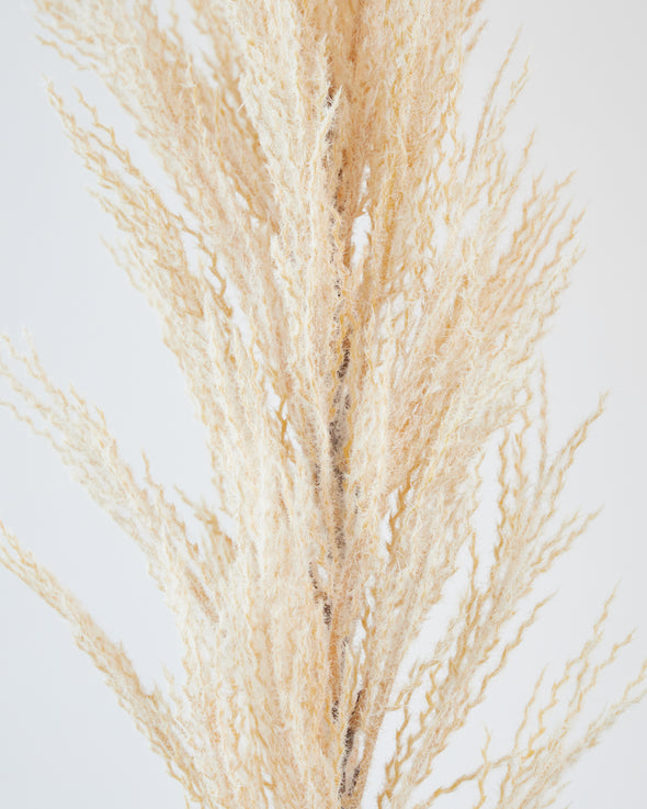 PAMPAS SPRAY BEIGE 90CM - 6975BE (Box of 6)
