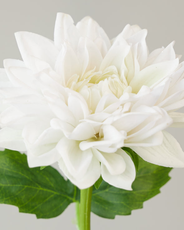 REAL TOUCH SINGLE DAHLIA WHITE 52CM - 7078WH (Box of 24)