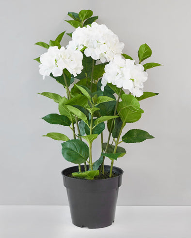 POTTED HYDRANGEA WHITE 67CM - 7097WH (Box of 2)