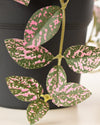 FITTONIA IN POT PINK 16CM - 7111 (Box of 6)