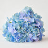 HYDRANGEA BOUQUET BLUE 30CM - 7144BL (BOX OF 12)