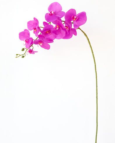 PHALAENOPSIS ORCHID FUSCHIA - 7154FU (Box of 50)