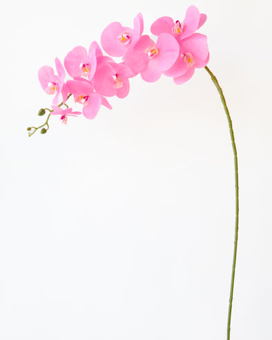 PHALAENOPSIS ORCHID PINK- 7154PK (Box of 50)