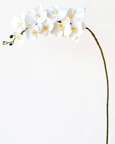 PHALAENOPSIS ORCHID WHITE- 7154WH (Box of 50)