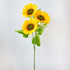 SUNFLOWER X3 - 7156 (Box of 120)