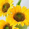 SUNFLOWER X3 - 7156 (Box of 120)