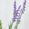 LAVENDER BUSH X7 - 7159 (Box of 60)