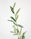 OLIVE LEAVES SPRAY GREEN 77.5CM - 7166 (Box of 24)