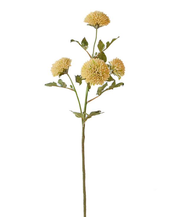 SCABIOUS SPRAY CREAM 65CM - 7167CR (Box of 24)