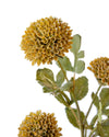 SCABIOUS SPRAY YELLOW GREEN 65CM - 7167YEGR (Box of 24)