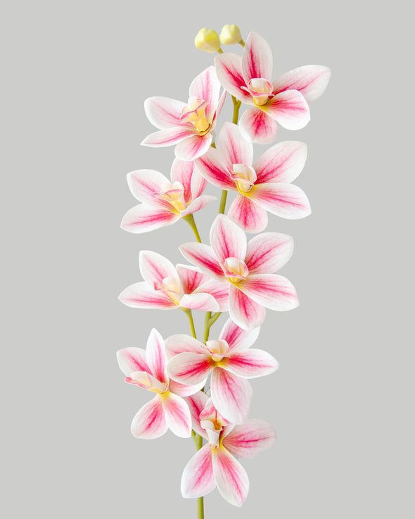 MINI DENDROBIUM ORCHID SPRAY PINK 76CM - 7170PK (Box of 12)