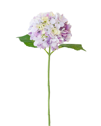 HYDRANGEA STEM LAVENDER 43CM - 7176LVPU (Box of 24)