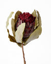 HAIRY QUEEN PROTEA CREAM BURGUNDY 67.5CM - 7178BU (Box of 6)