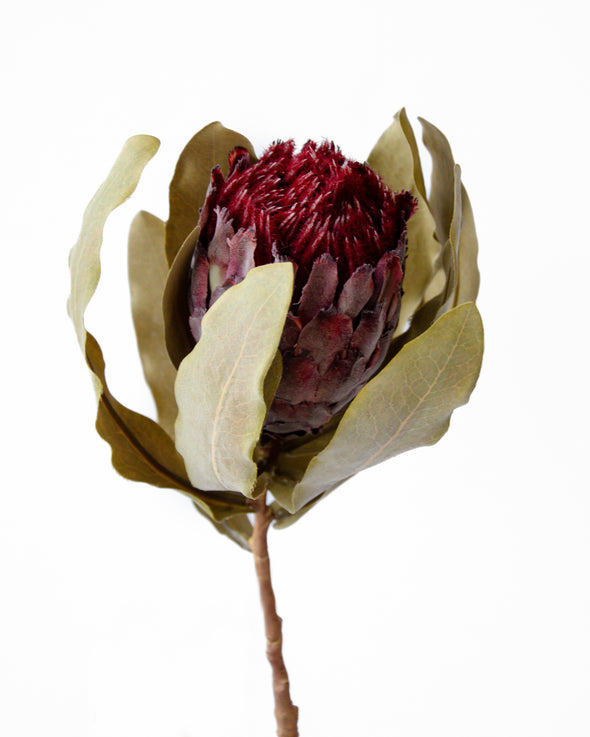 HAIRY QUEEN PROTEA CREAM BURGUNDY 67.5CM - 7178BU (Box of 6)