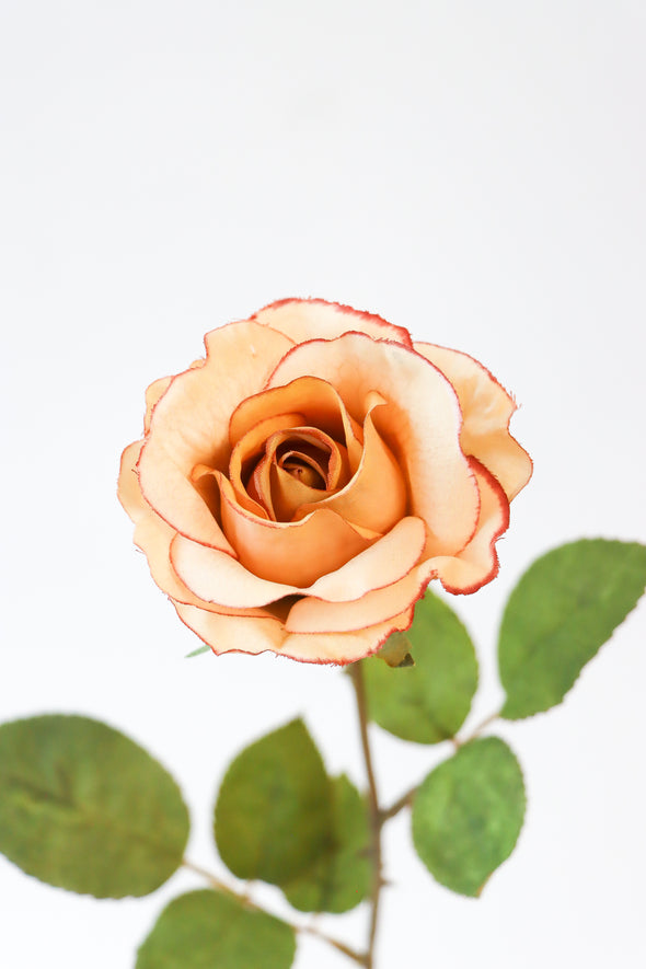 WHISPERING MEADOW ROSE STEM CARAMEL 50CM - 7182CA (Box of 24)