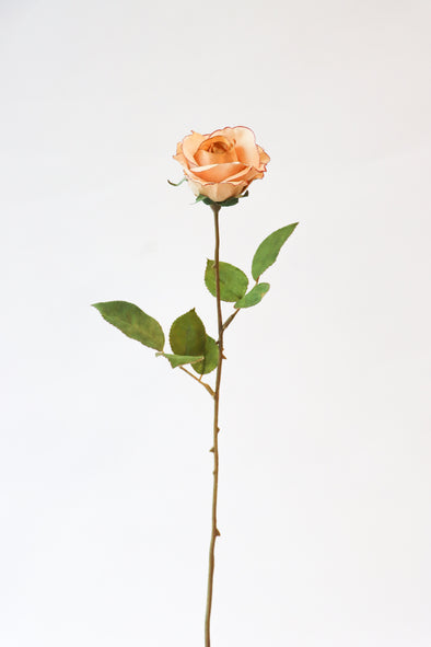WHISPERING MEADOW ROSE STEM CARAMEL 50CM - 7182CA (Box of 24)