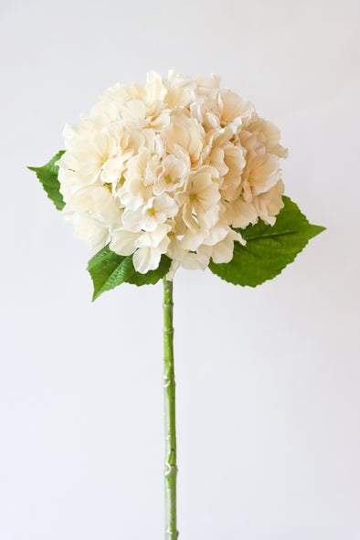 OCCASIONS HYDRANGEA STEM CREAM 55CM - 7190CR (Box of 16)