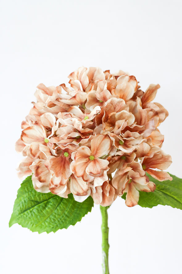 OCCASIONS HYDRANGEA STEM LT COFFEE 55CM - 7190LTCF (Box of 16)