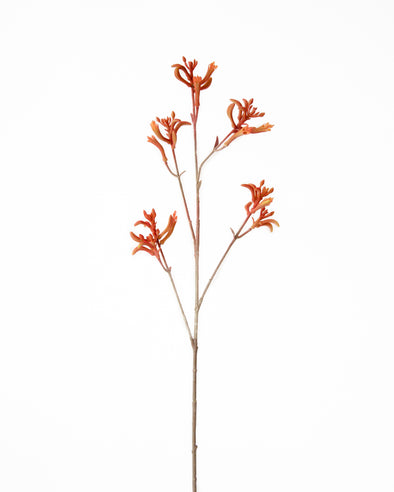 KANGAROO PAW BROWN 75CM - 7191BR (Box of 12)