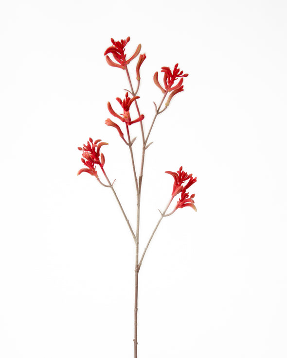 KANGAROO PAW BROWN 75CM - 7191RD (Box of 12) (Copy)