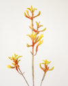 KANGAROO PAW YELLOW RED 75CM - 7191YERD (Box of 12)