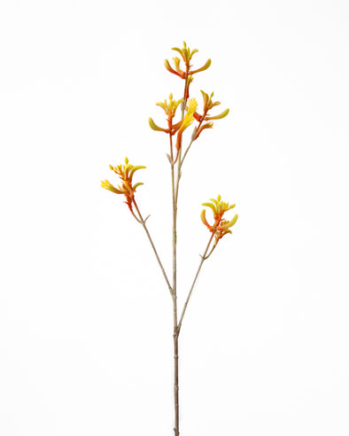 KANGAROO PAW YELLOW RED 75CM - 7191YERD (Box of 12)