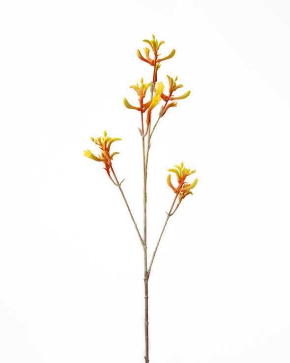 KANGAROO PAW YELLOW RED 75CM - 7191YERD (Box of 12)