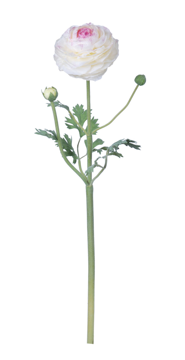 RANUNCULUS STEM WHITE 60CM - 7216 (Box of 12)