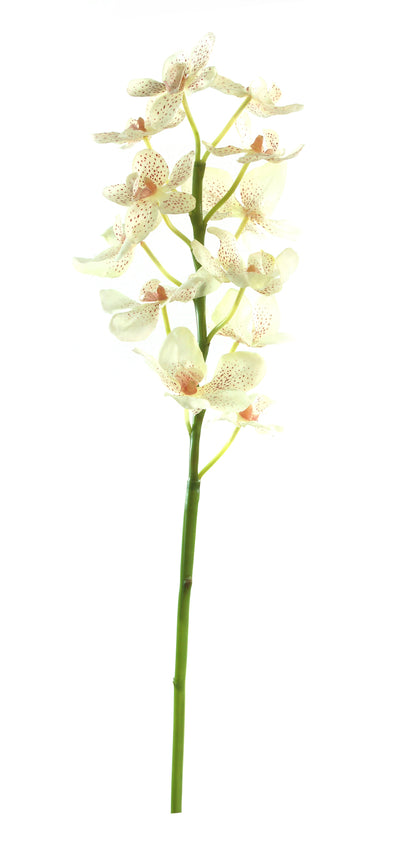 VANDA CONFETTI ORCHID CREAM 67CM - 7226CR (Box of 12)
