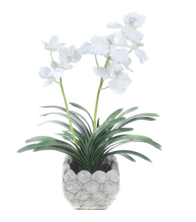 VANDA ORCHID POTTED WHITE 37X55CM - 7254 (Box of 2)