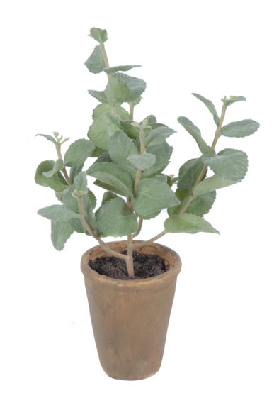 MINT POTTED 23X29CM - 7255 (Box of 6)