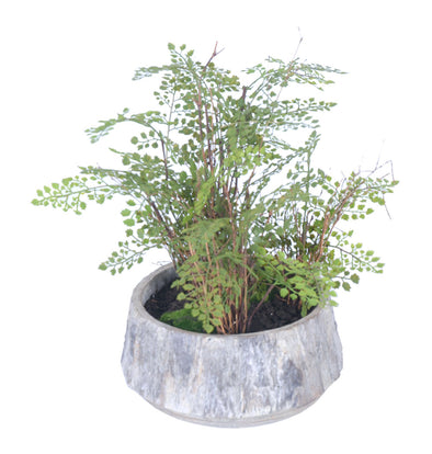 FERN POTTED 33X53CM - 7258 (Box of 1)