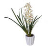 CYMBIDIUM ORCHID POTTED WHITE 60CM - 7259 (Box of 1)