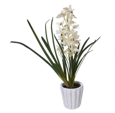 CYMBIDIUM ORCHID POTTED WHITE 60CM - 7259 (Box of 1)