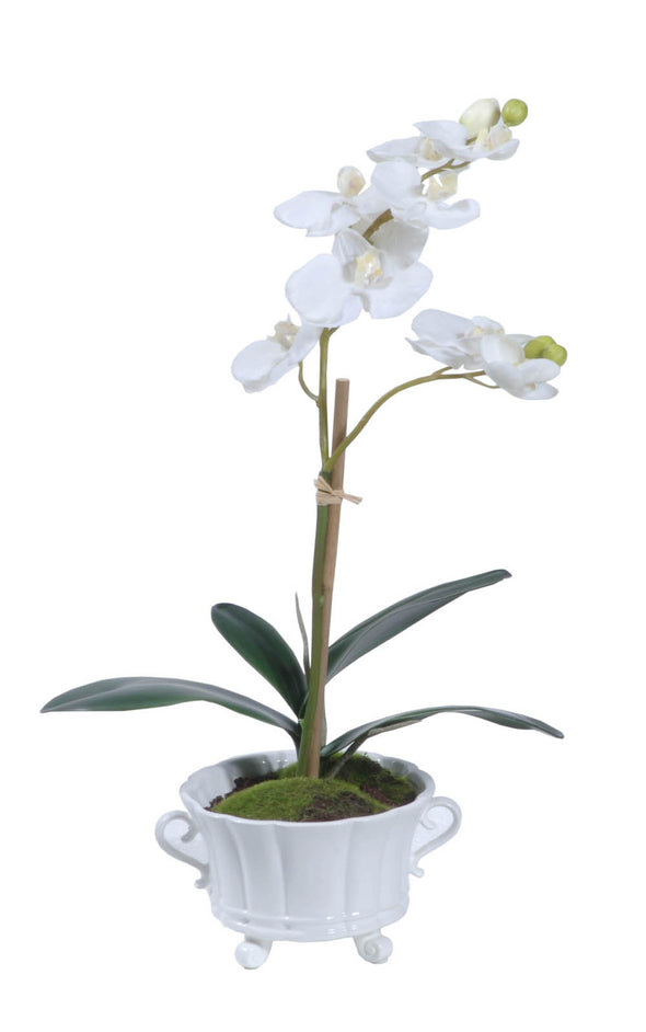 PHALAENOPSIS ORCHID POTTED WHITE 22X55CM - 7260 (Box of 2)