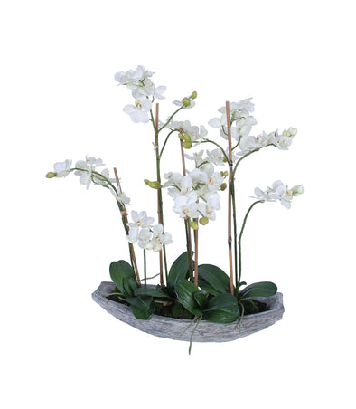 PHALAENOPSIS ORCHID POTTED 58X71CM - 7272 (Box of 1)