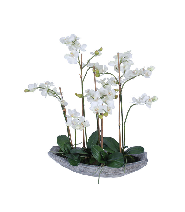 PHALAENOPSIS ORCHID POTTED 58X71CM - 7272 (Box of 1)