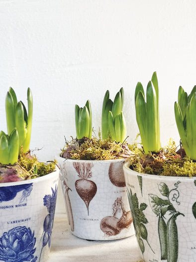 CASA VERDE PLANT POT POTAGER 3 ASST COLOURS 14 X 12CM - CV02066 (Box of 6)