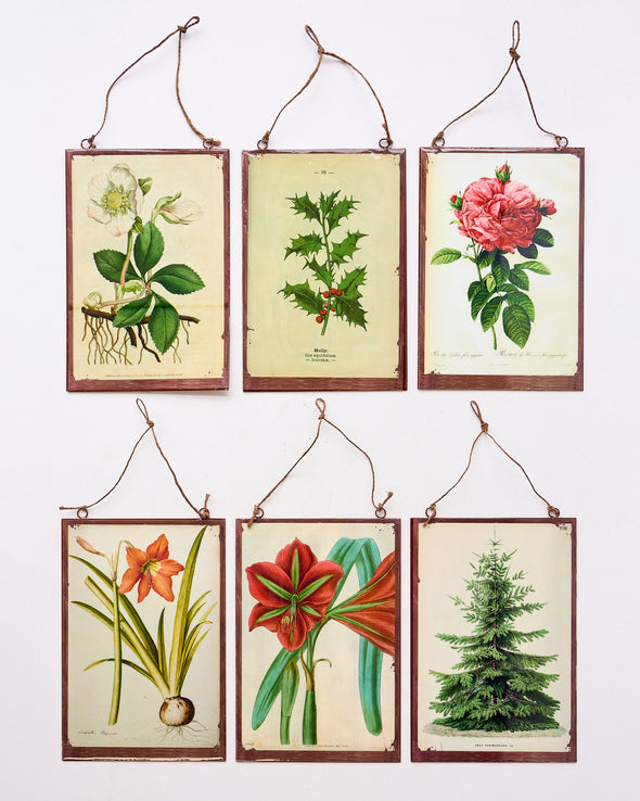 VINTAGE TIN BOTANICAL PRINT 6 ASSORTED 14 x 21cm - CV20023 (Box of 6)