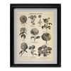 CASA VERDE FRAMED VINTAGE PRINT JARDIN DES FLEURS - CV23007 (Box of 1)