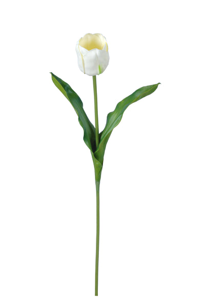 TULIP STEM WHITE 65CM - 7202 (Box of 24)