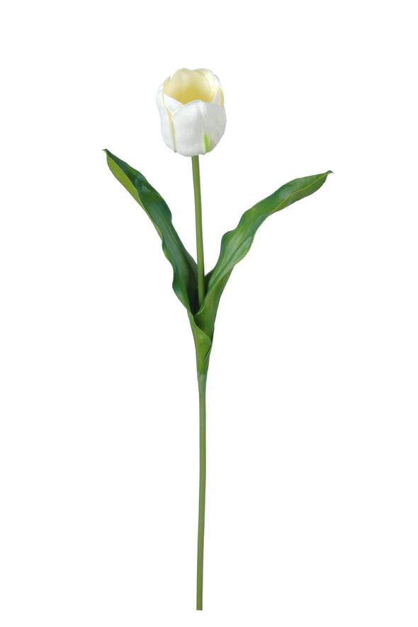 TULIP STEM WHITE 65CM - 7202 (Box of 24)