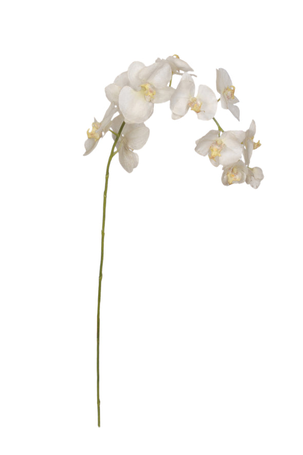 PHALAENOPSIS ORCHID X 11 WHITE 98CM - 7218ES (Box of 6)