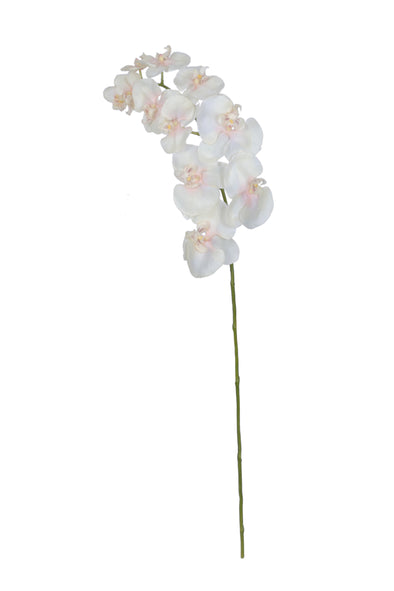 PHALAENOPSIS ORCHID X 11 CREAM 98CM - 7218LCP (Box of 6)