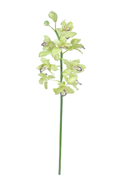 CYMBIDIUM ORCHID  GREEN 132CM - 7220GR (Box of 4)