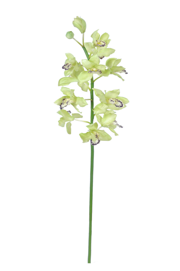 CYMBIDIUM ORCHID  GREEN 132CM - 7220GR (Box of 4)