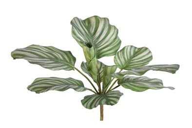 CALATHEA ORBIFOLIA PLANT - 7225 (Box of 6)