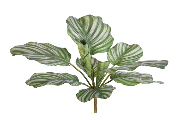CALATHEA ORBIFOLIA PLANT - 7225 (Box of 6)