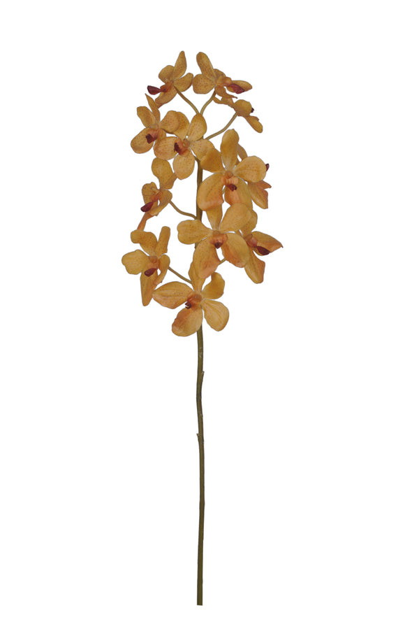 VANDA CONFETTI ORCHID YOLK 67CM - 7226OR (Box of 12)